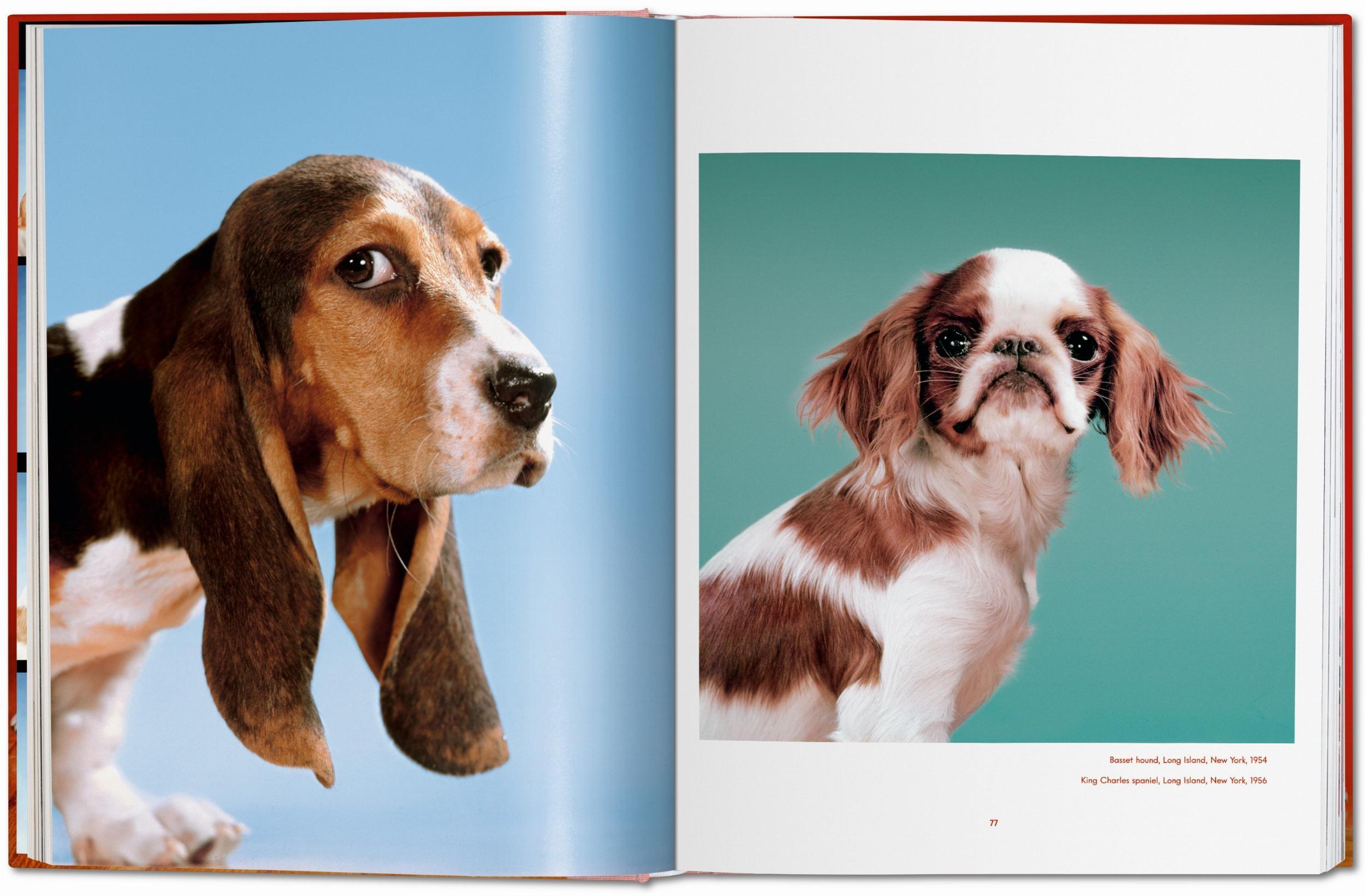 Bild: 9783836584296 | Walter Chandoha. Dogs. Photographs 1941-1991 | Reuel Golden | Buch