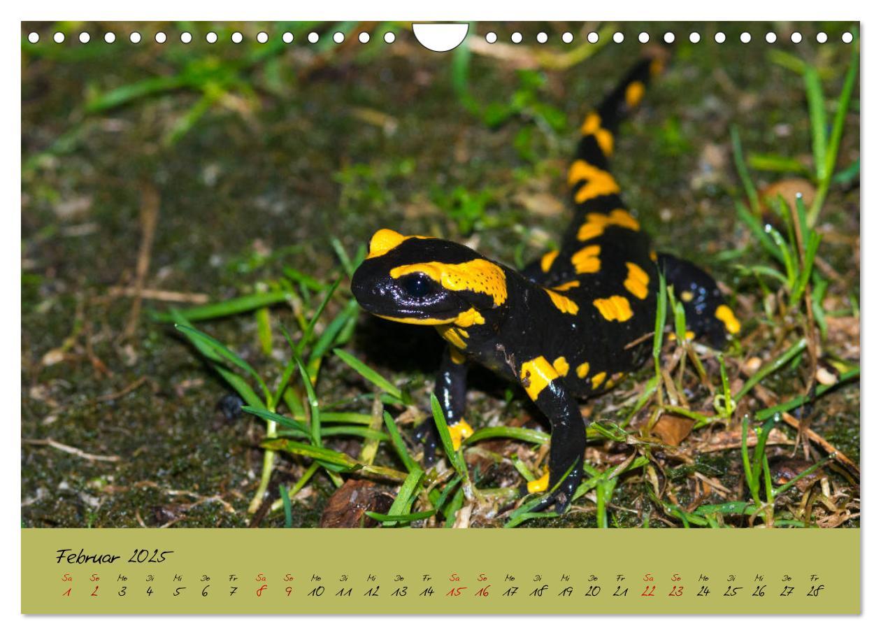 Bild: 9783435173228 | Feuersalamander - Liebenswerte Heimlichtuer (Wandkalender 2025 DIN...