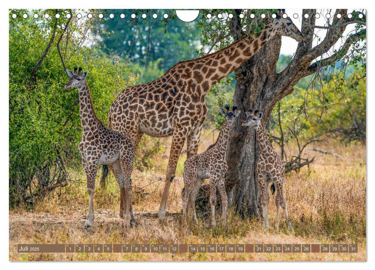 Bild: 9783435313501 | Wildlife Sambia (Wandkalender 2025 DIN A4 quer), CALVENDO...