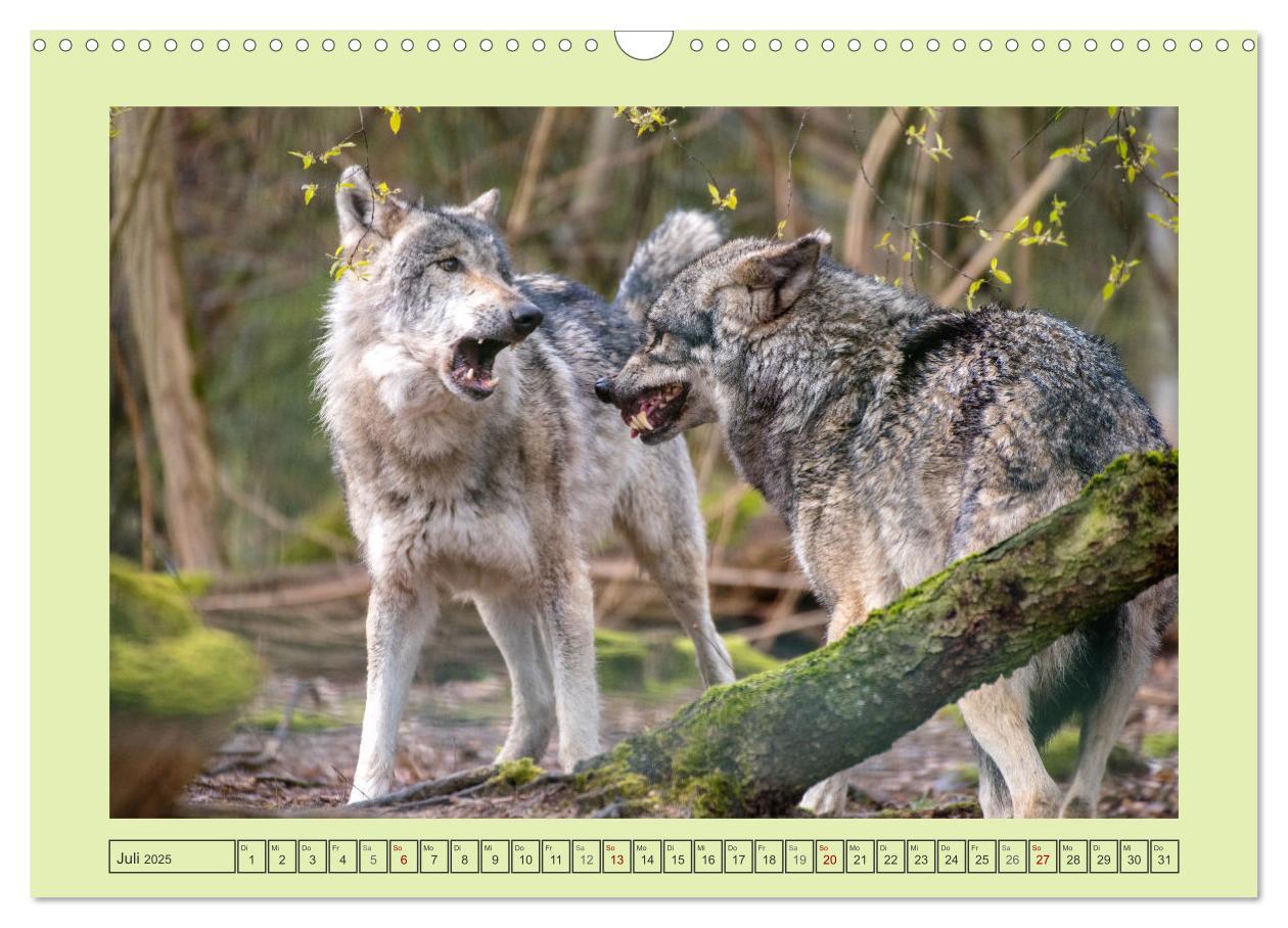 Bild: 9783383972652 | Wolf - wild und schön (Wandkalender 2025 DIN A3 quer), CALVENDO...