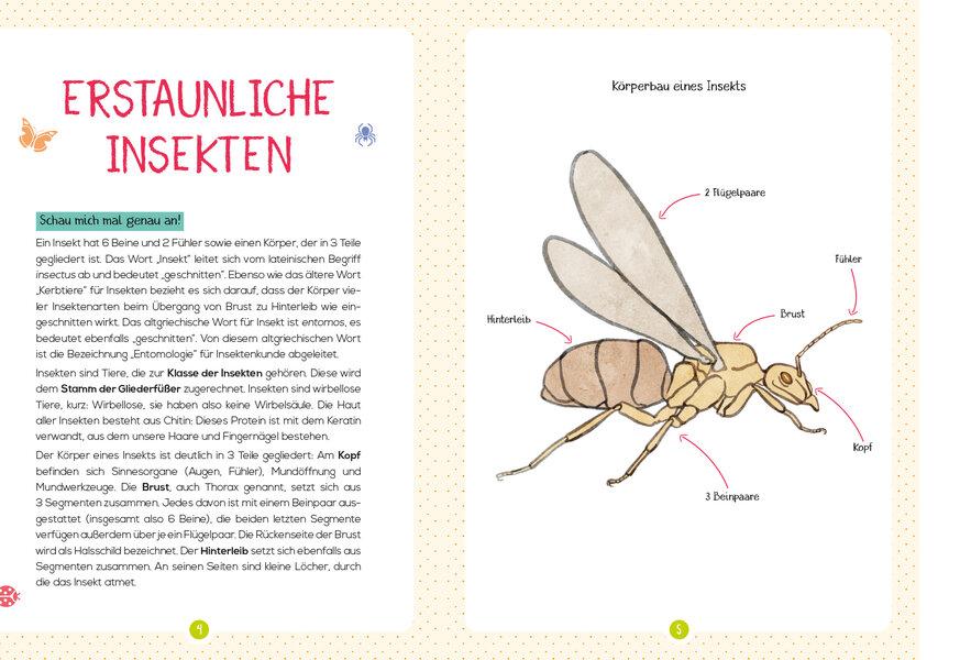 Bild: 9783741524660 | Mein Naturführer - Insekten | Entdecken · bestimmen · schützen | Buch