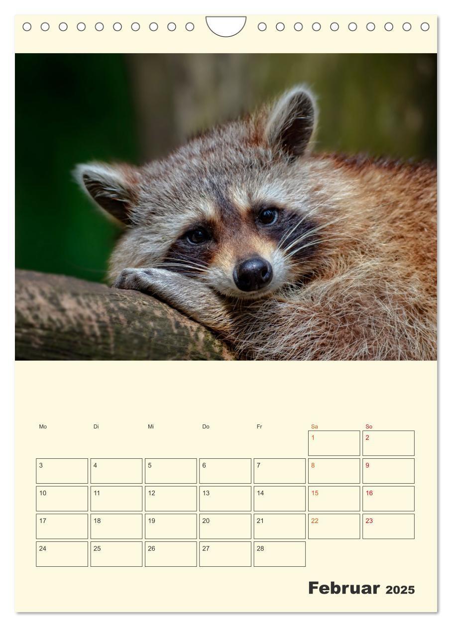 Bild: 9783435903825 | Drolliger Waschbär (Wandkalender 2025 DIN A4 hoch), CALVENDO...