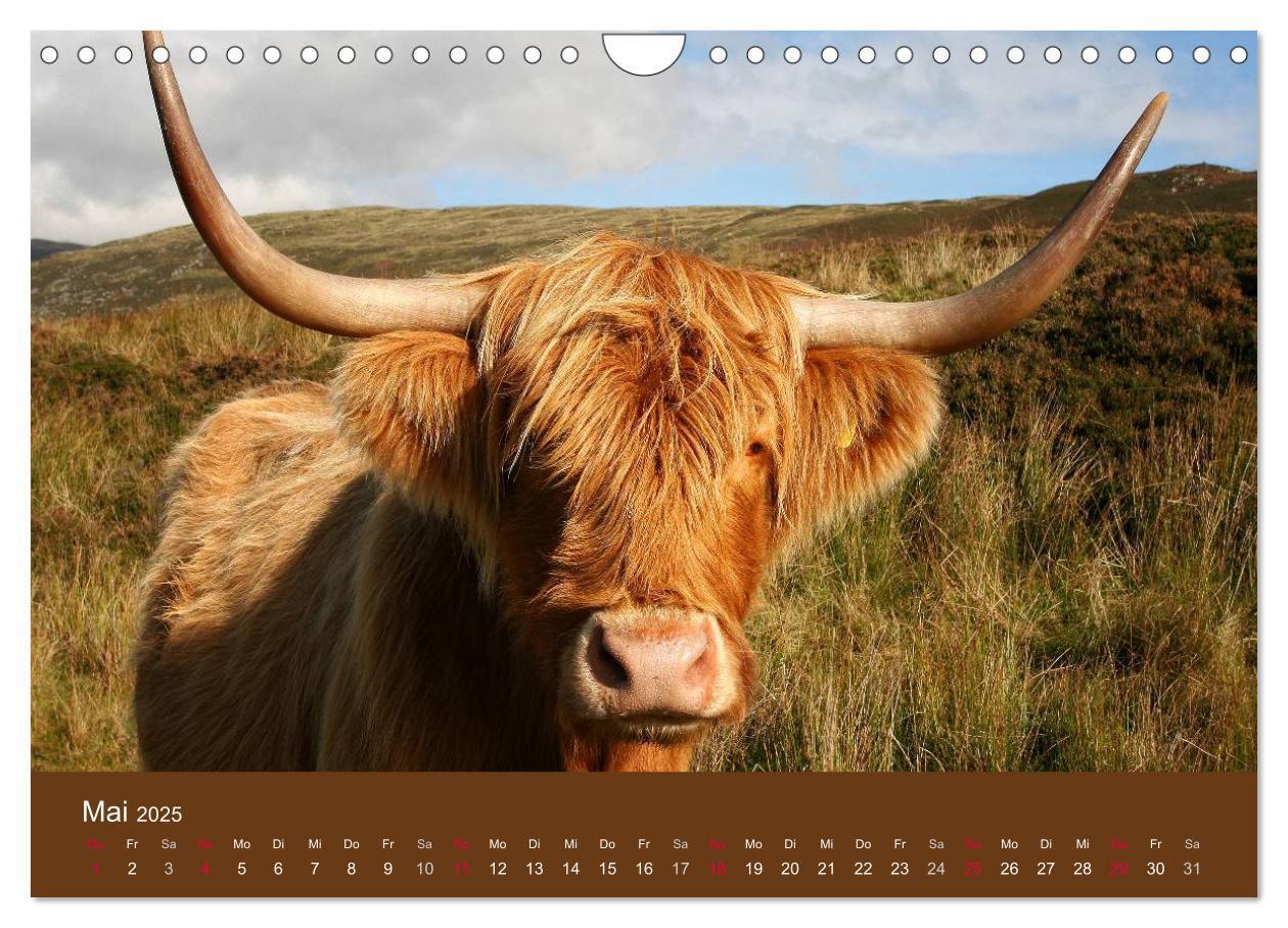 Bild: 9783435643080 | Schottische Hochlandrinder - Highland Cattle (Wandkalender 2025 DIN...