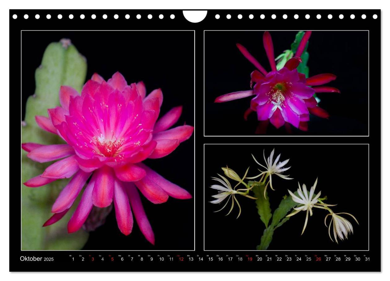 Bild: 9783435637171 | Epiphyllum-Hybriden (Wandkalender 2025 DIN A4 quer), CALVENDO...