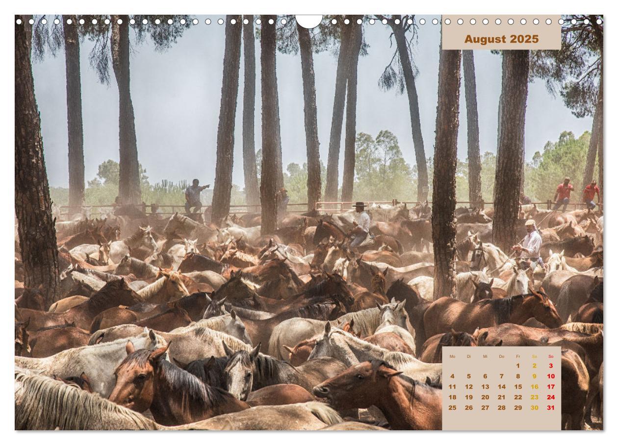 Bild: 9783435105540 | Pferde - Andalusiens wilder Westen (Wandkalender 2025 DIN A3 quer),...