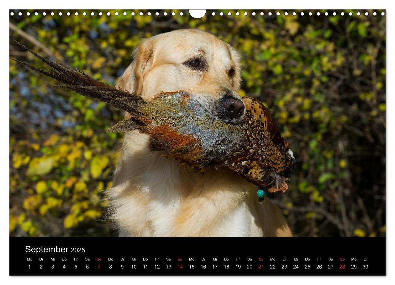 Bild: 9783435802050 | Golden Retriever - Ein Herz auf 4 Pfoten (Wandkalender 2025 DIN A3...