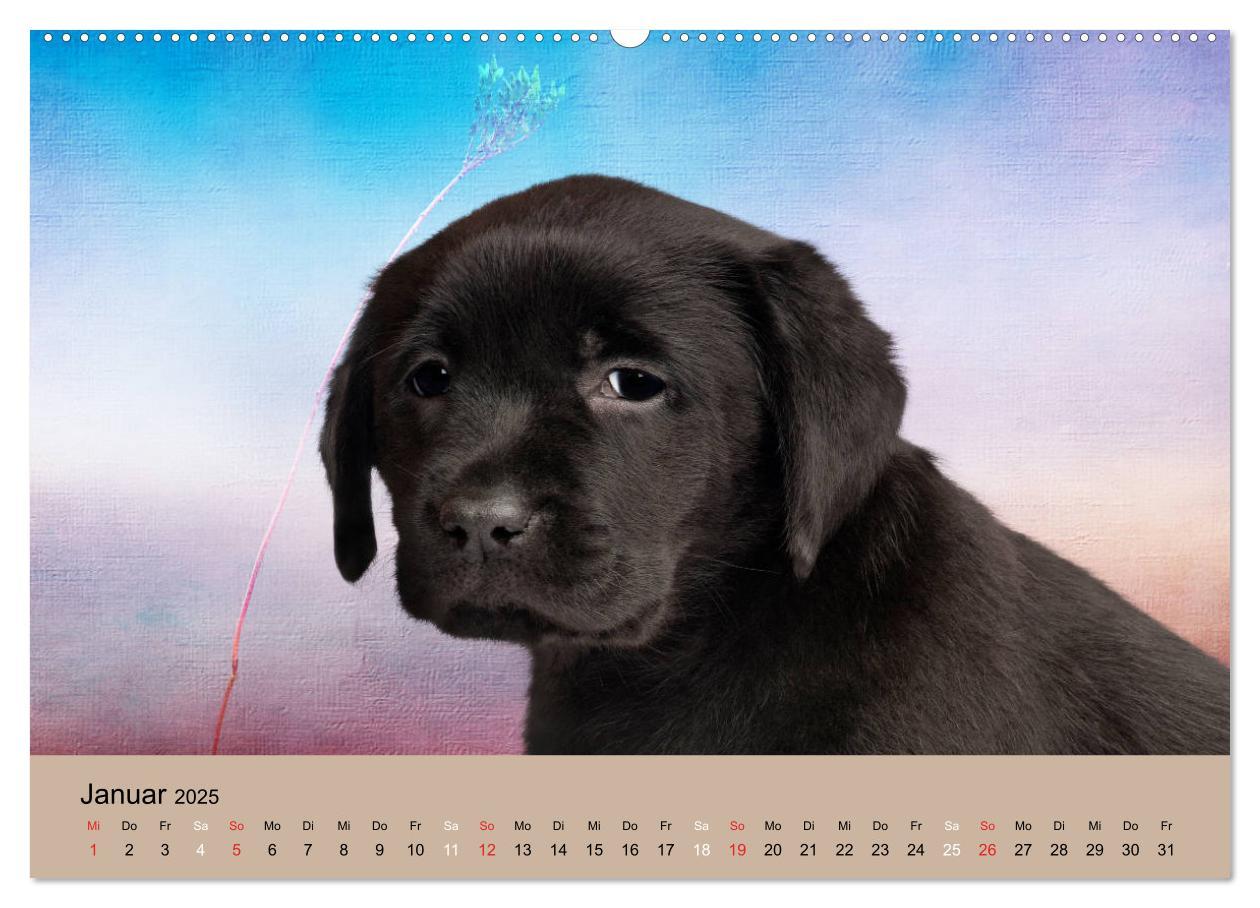 Bild: 9783435160860 | Labrador Retriever unsere Freunde (Wandkalender 2025 DIN A2 quer),...