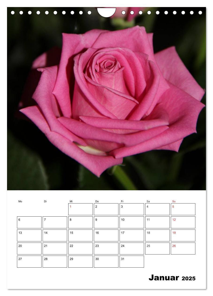 Bild: 9783457022283 | Zauberhafte Rosen (Wandkalender 2025 DIN A4 hoch), CALVENDO...