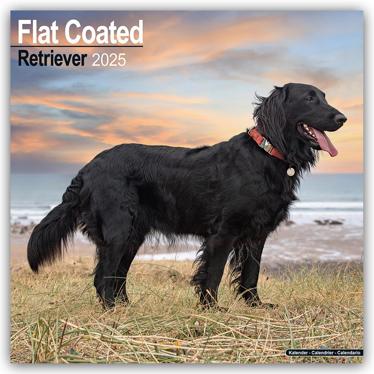 Cover: 9781804603437 | Flat-Coated Retriever 2025 - 16-Monatskalender | Ltd. | Kalender