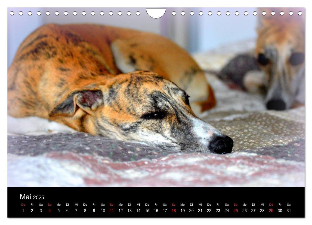 Bild: 9783435651290 | Whippet 2025 (Wandkalender 2025 DIN A4 quer), CALVENDO Monatskalender