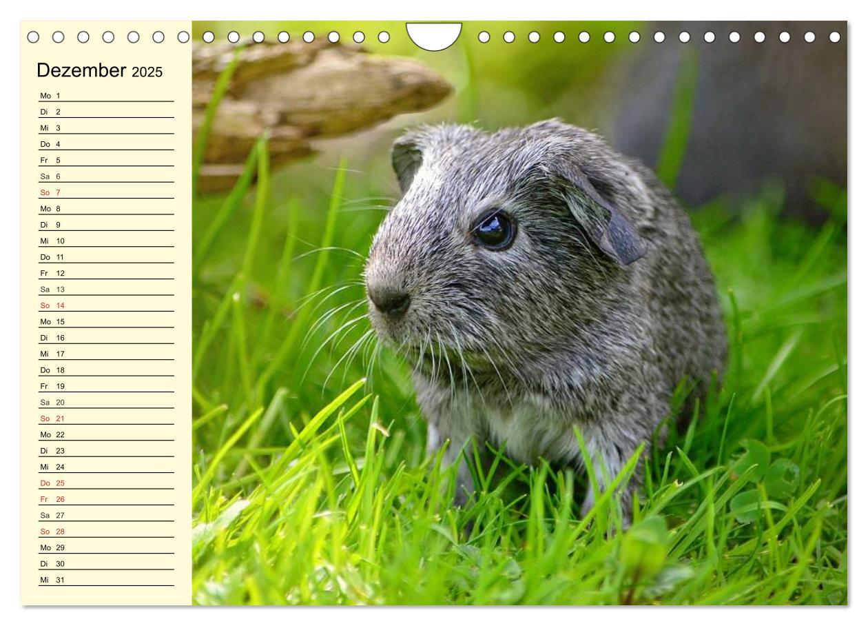 Bild: 9783435509621 | Meerschweinchen. Geliebte Nager (Wandkalender 2025 DIN A4 quer),...