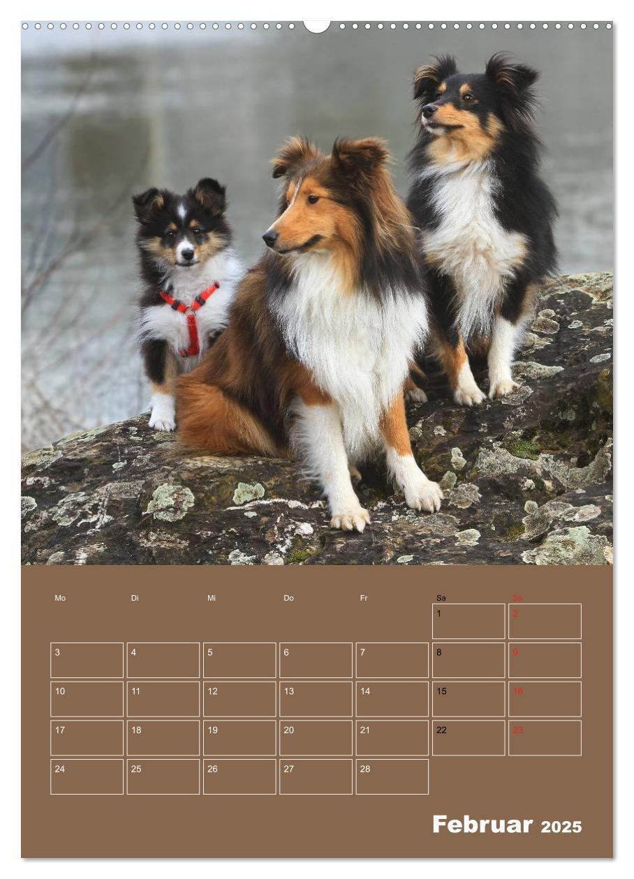 Bild: 9783457012536 | SHELTIES Herzensbrecher auf 4 Pfoten (Wandkalender 2025 DIN A2...