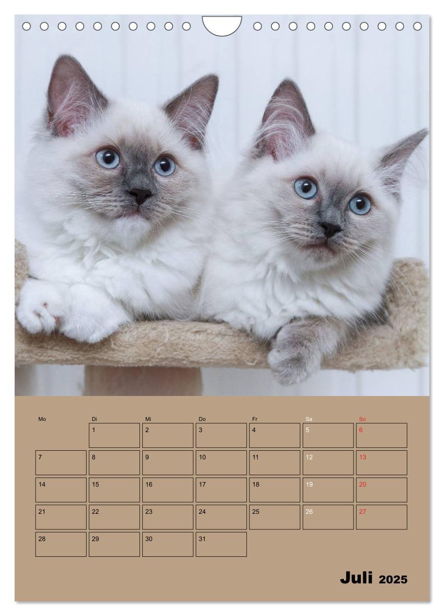 Bild: 9783457013250 | Ragdolls zum Verlieben (Wandkalender 2025 DIN A4 hoch), CALVENDO...