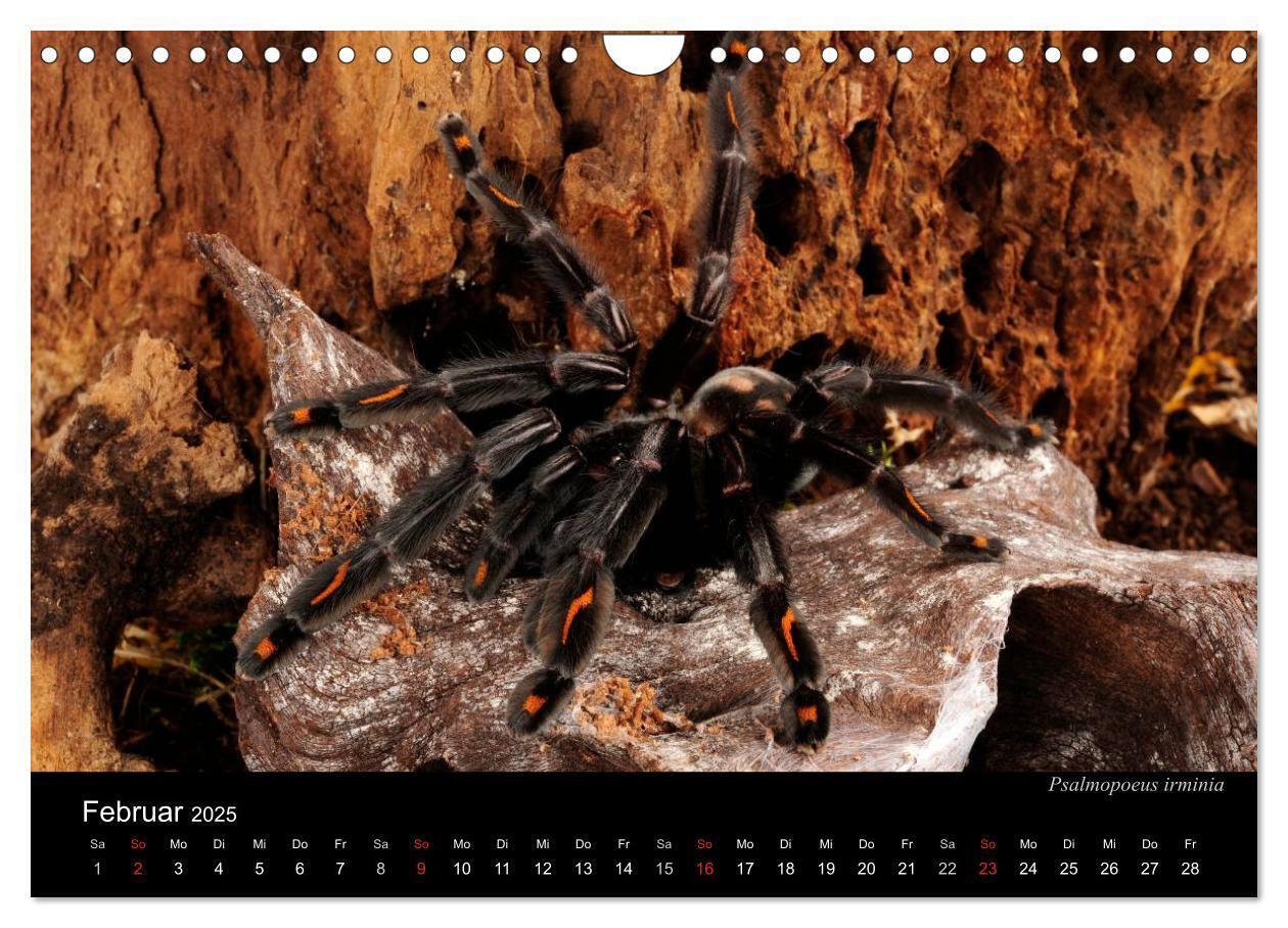 Bild: 9783435776313 | Vogelspinnen - Tarantulas (Wandkalender 2025 DIN A4 quer), CALVENDO...