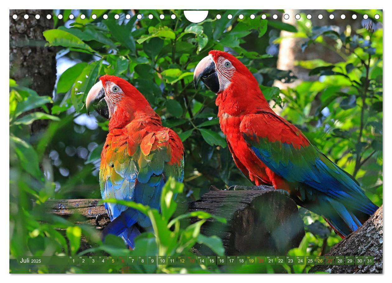 Bild: 9783435263196 | Aras im Pantanal (Wandkalender 2025 DIN A4 quer), CALVENDO...