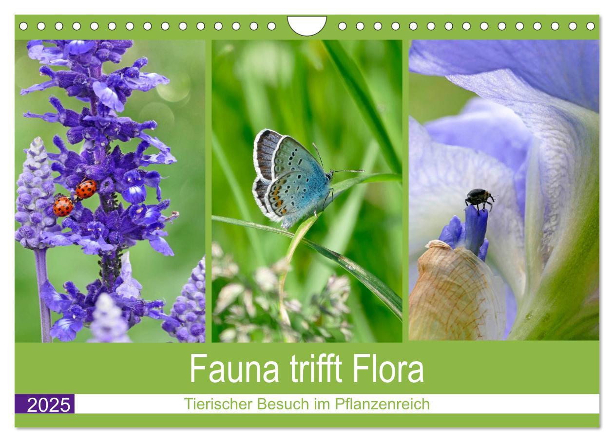 Cover: 9783435223060 | Fauna trifft Flora - Tierischer Besuch im Pflanzenreich...