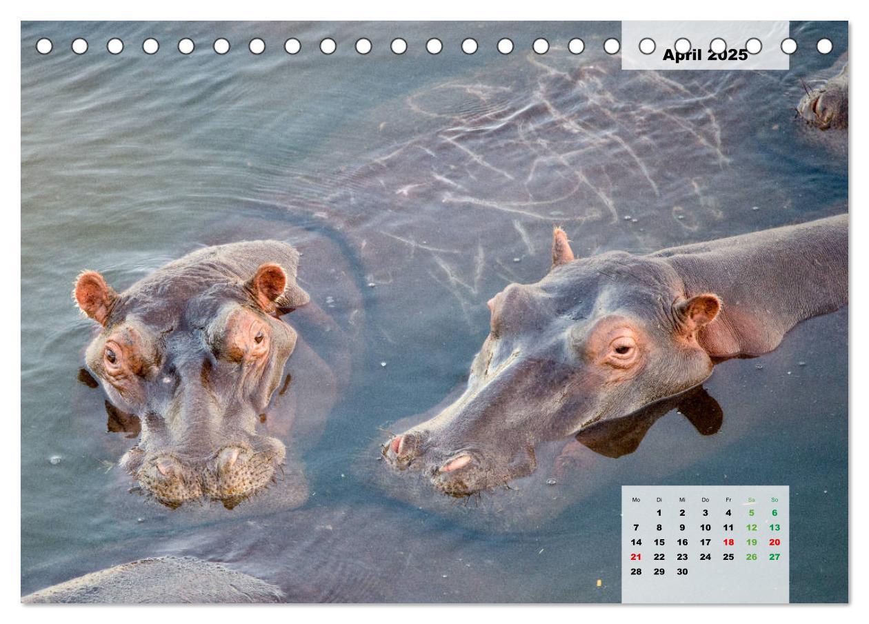 Bild: 9783435327461 | Nilpferde, Kolosse im Wasser (Tischkalender 2025 DIN A5 quer),...