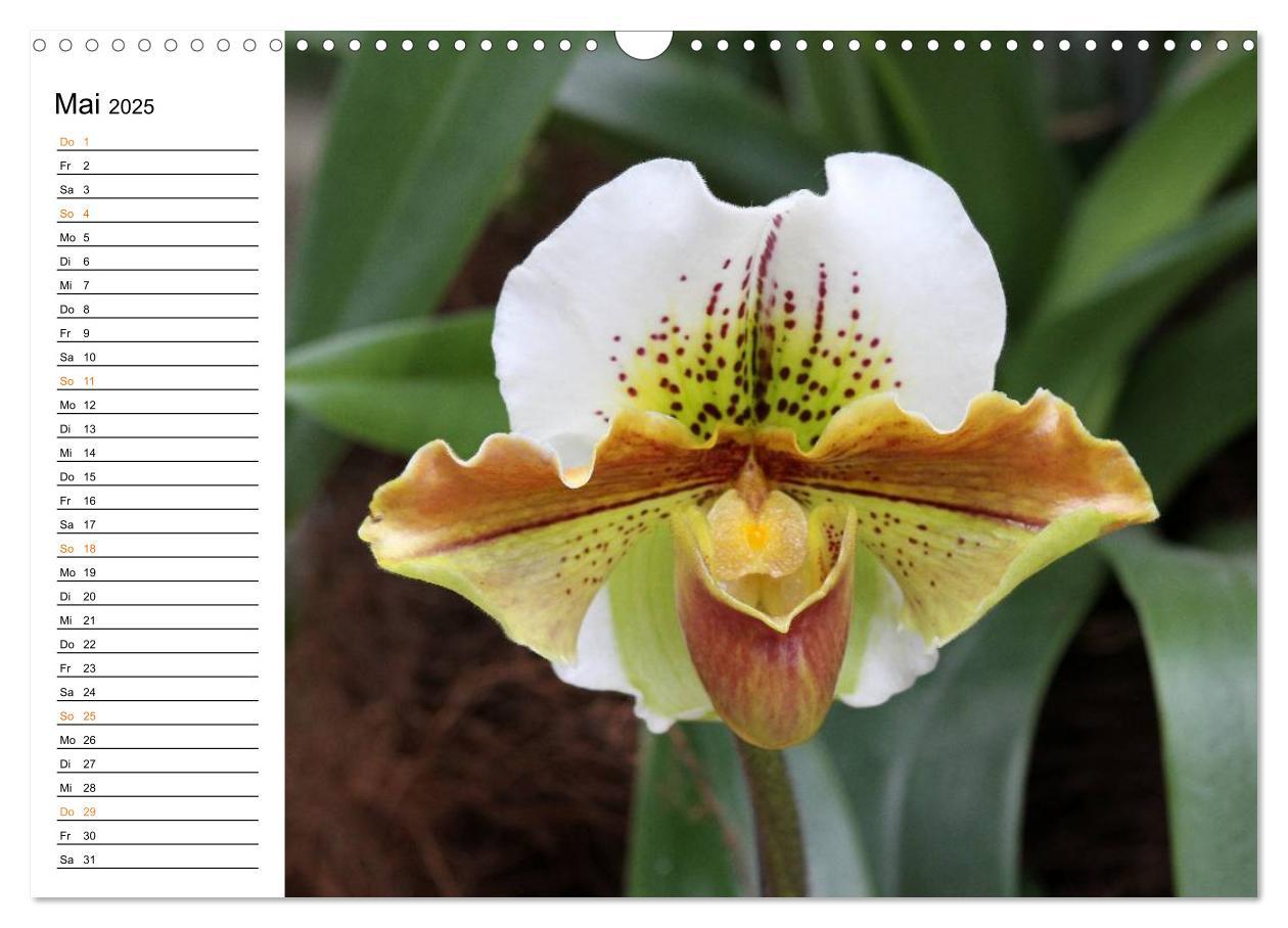 Bild: 9783435532780 | Prachtvolle Orchideen (Wandkalender 2025 DIN A3 quer), CALVENDO...