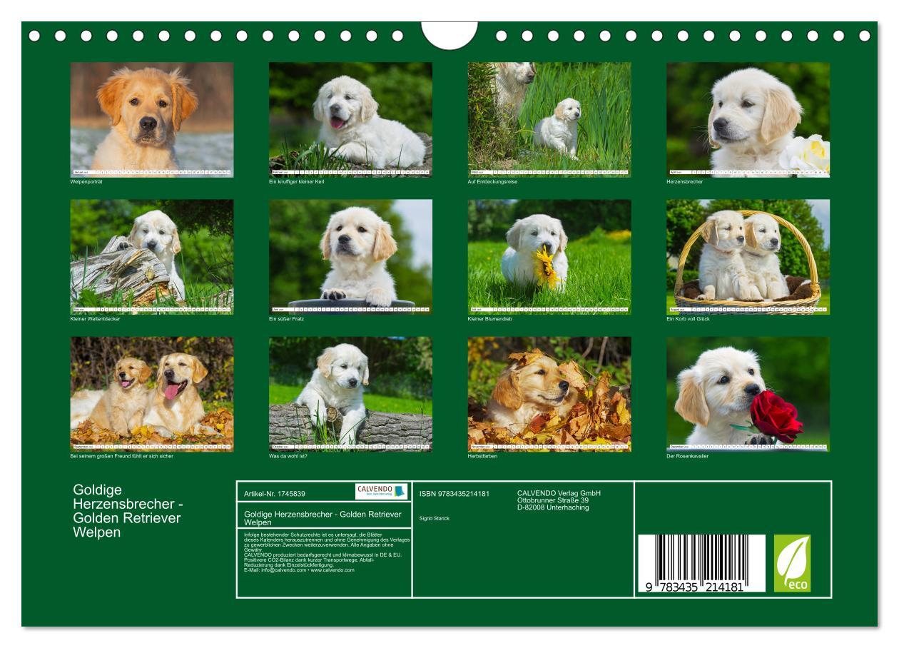 Bild: 9783435214181 | Goldige Herzensbrecher - Golden Retriever Welpen (Wandkalender 2025...