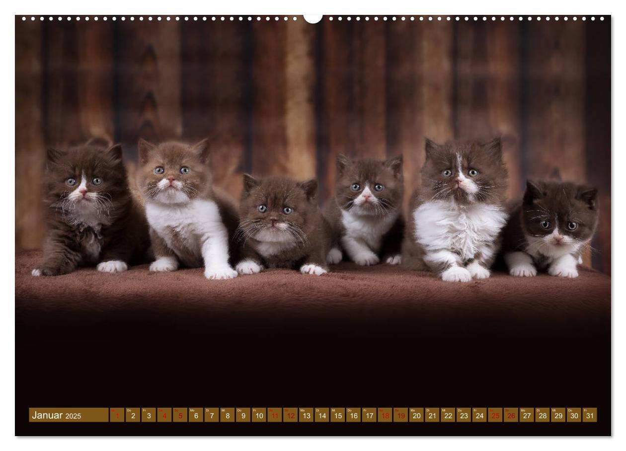 Bild: 9783435338290 | Katzenkinder - Britisch Kurzhaar (hochwertiger Premium Wandkalender...