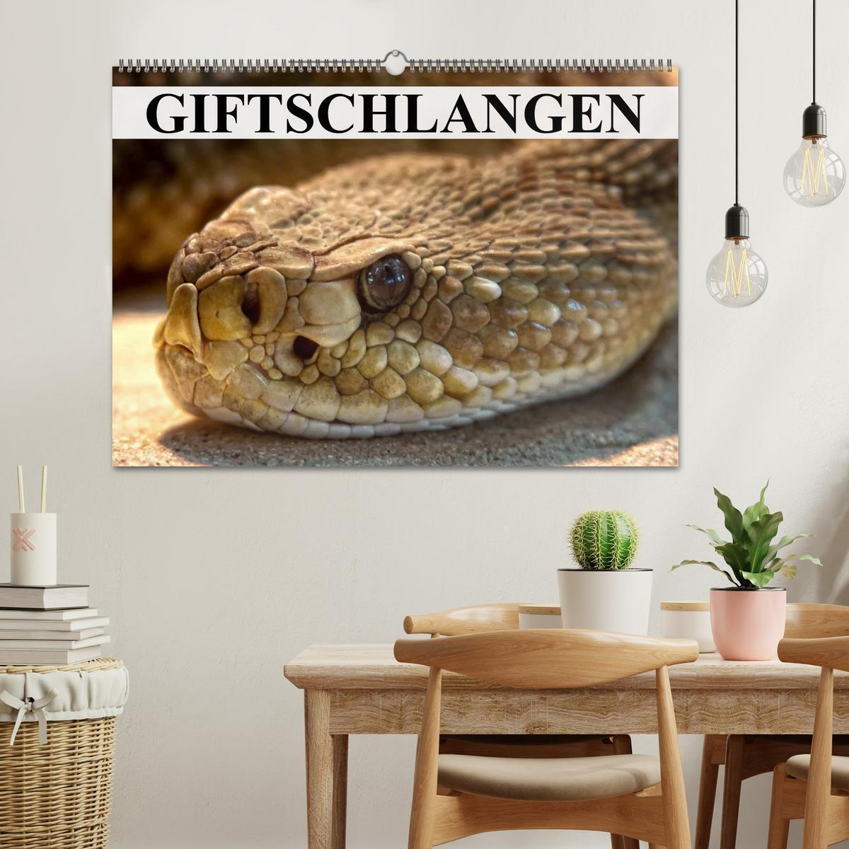 Bild: 9783435617814 | Giftschlangen (Wandkalender 2025 DIN A2 quer), CALVENDO Monatskalender