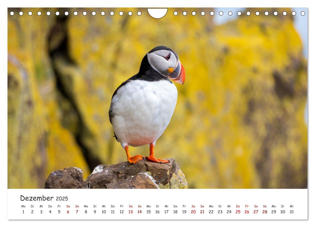 Bild: 9783383938412 | Die Welt der Papageientaucher - Islands Wildvögel (Wandkalender...