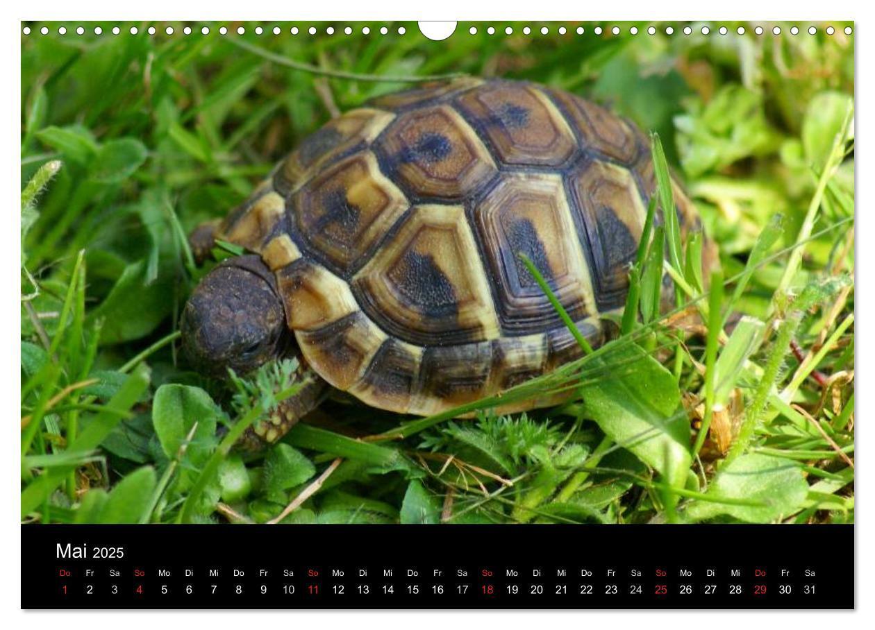 Bild: 9783435763719 | Das Leben der Schildkröten (Wandkalender 2025 DIN A3 quer),...