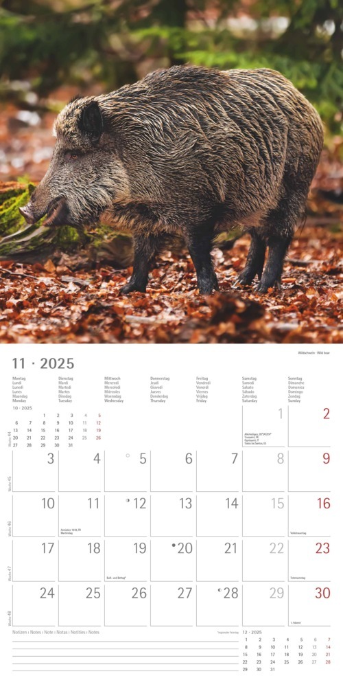 Bild: 4251732340803 | Alpha Edition - Wald &amp; Flur 2025 Broschürenkalender, 30x30cm,...