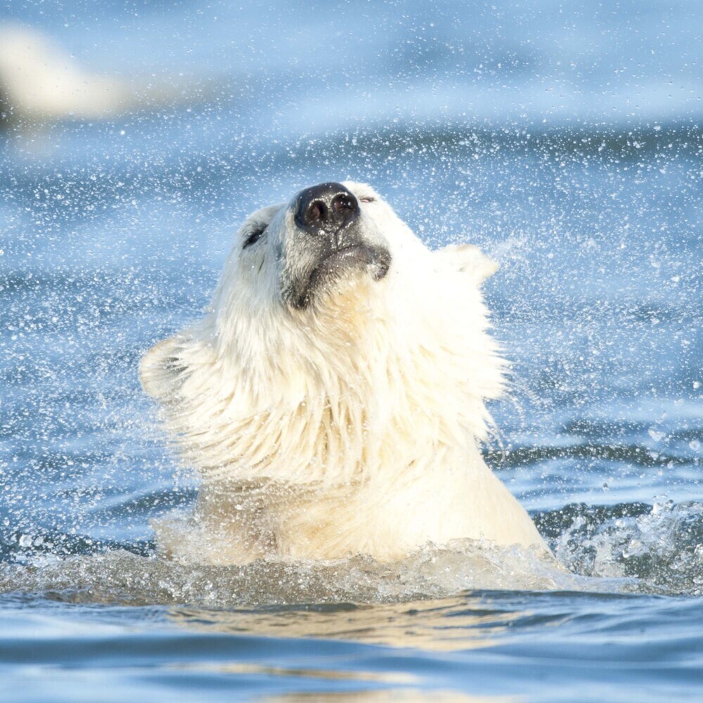 Bild: 9783959294638 | Polar Bears/Eisbärchen 2025 | Kalender 2025 | Kalender | Drahtheftung