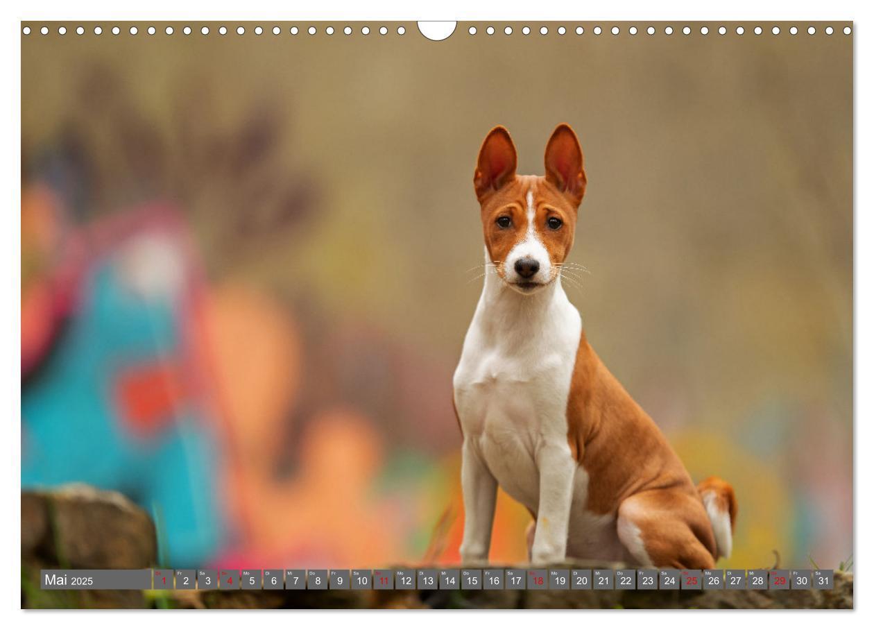 Bild: 9783457195710 | Der Basenji (Wandkalender 2025 DIN A3 quer), CALVENDO Monatskalender