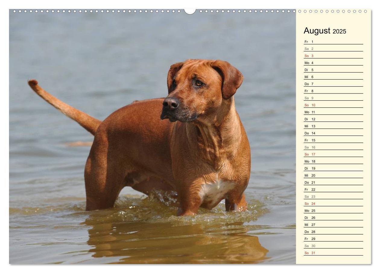 Bild: 9783435540570 | Rhodesian Ridgeback 2025 (Wandkalender 2025 DIN A2 quer), CALVENDO...