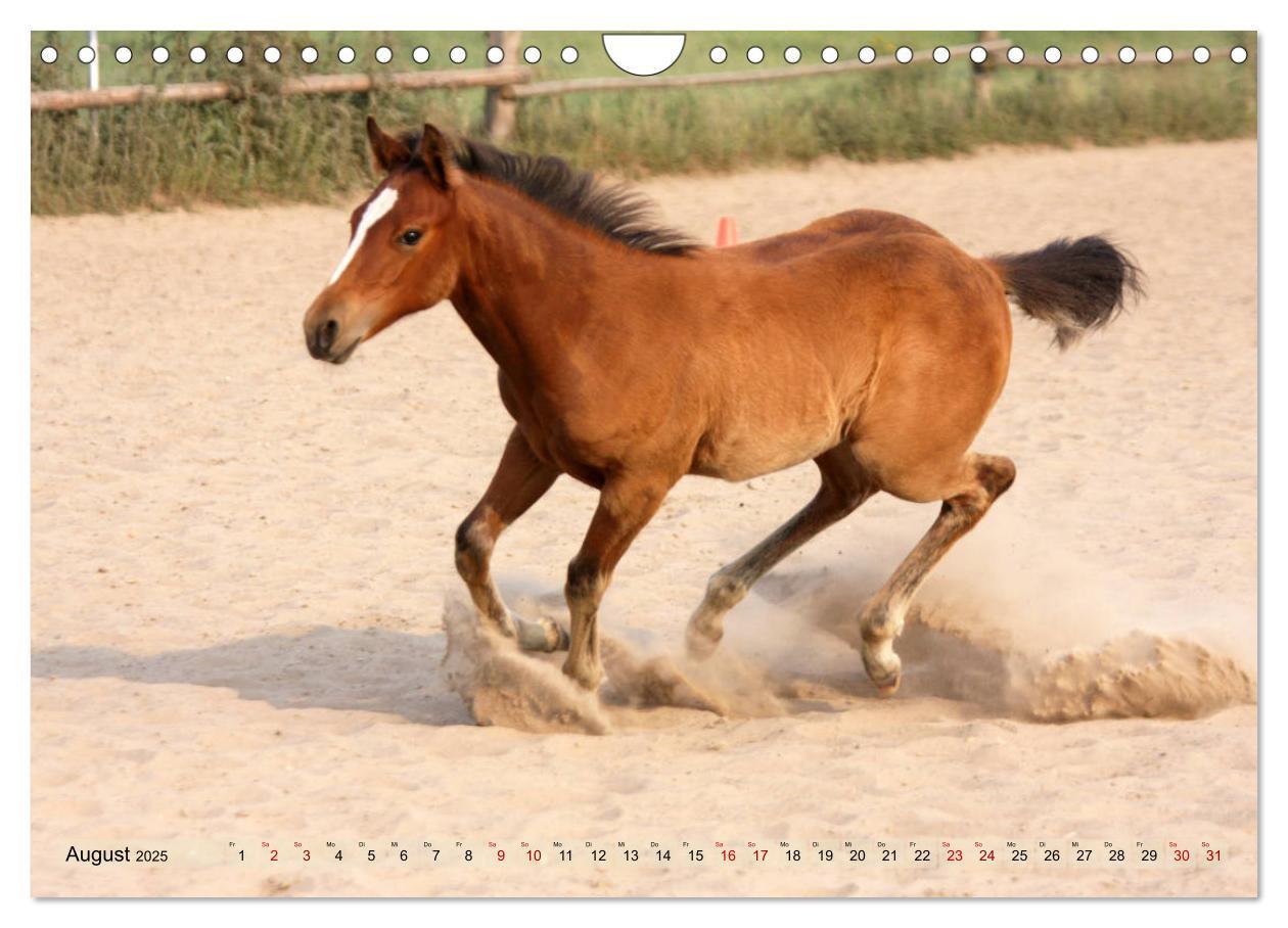 Bild: 9783435412143 | Quarter Horses - Die größte Zuchtbuchrasse der Welt (Wandkalender...