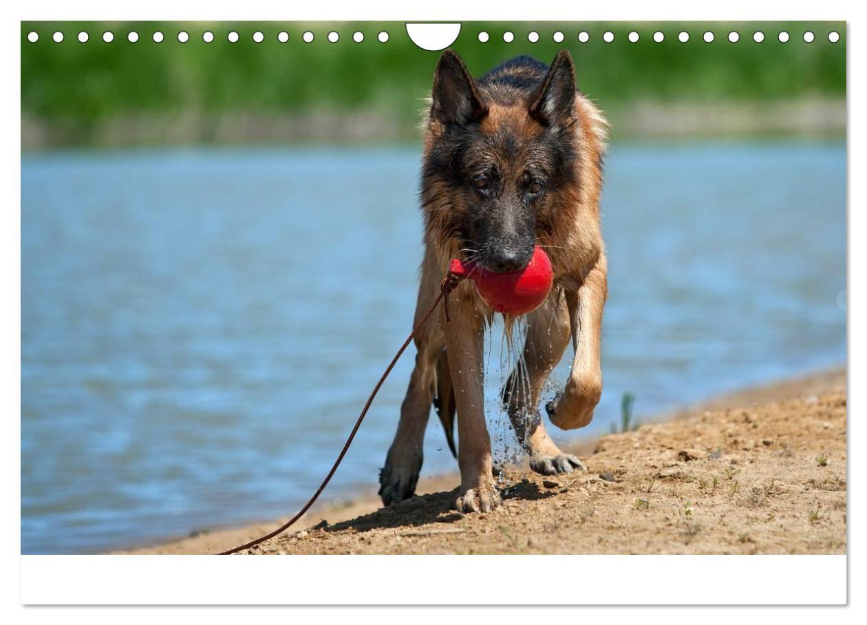 Bild: 9783435495931 | Schäferhunde Seelenhunde (Wandkalender 2025 DIN A4 quer), CALVENDO...