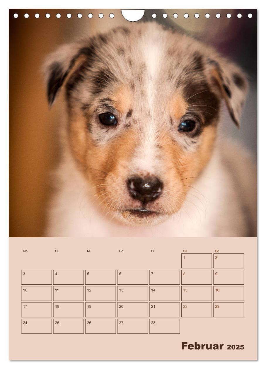 Bild: 9783457052280 | Kurzhaarcollies (Wandkalender 2025 DIN A4 hoch), CALVENDO...