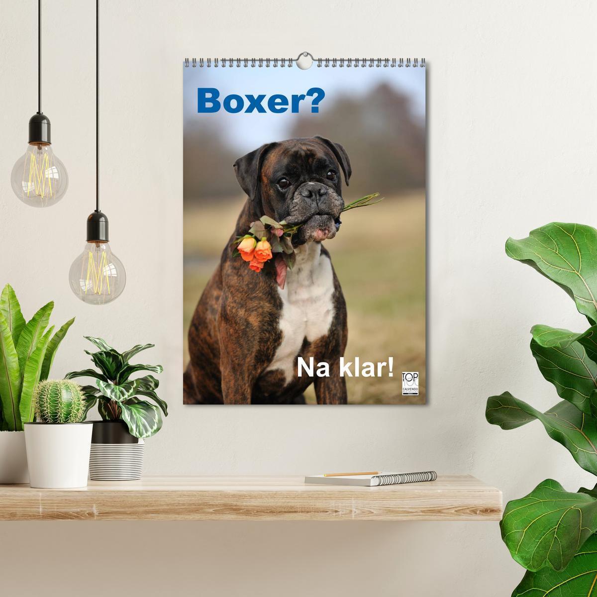 Bild: 9783457037195 | Boxer? Na klar! (Wandkalender 2025 DIN A3 hoch), CALVENDO...