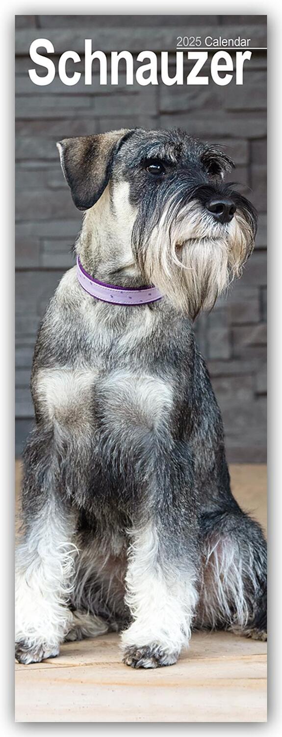 Cover: 9781804605165 | Schnauzer 2025 | Avonside Publishing Ltd | Kalender | Spiralbindung