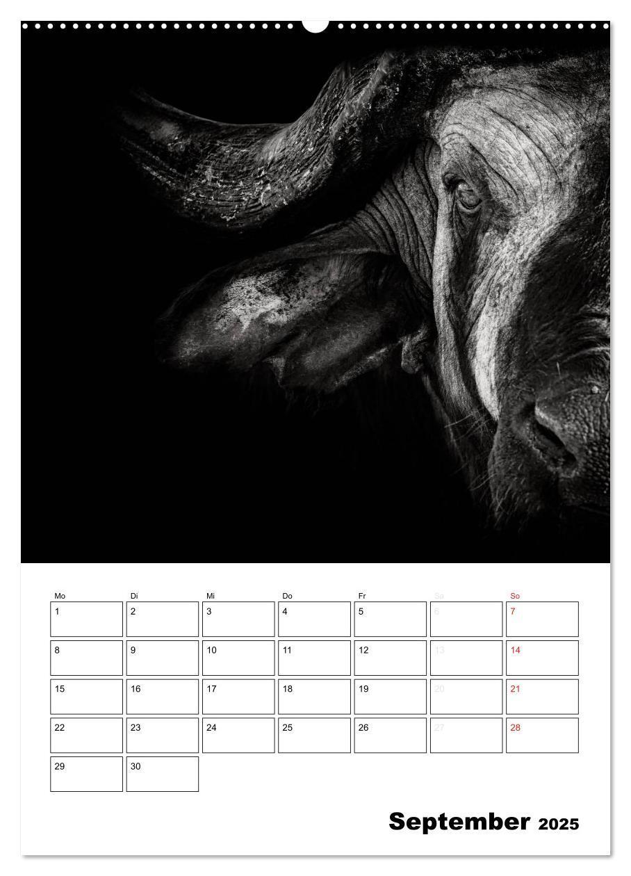 Bild: 9783457012840 | Charakterköpfe aus der Welt der Tiere (Wandkalender 2025 DIN A2...