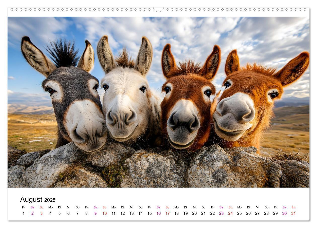 Bild: 9783457215272 | Esel - neugierige Typen (Wandkalender 2025 DIN A2 quer), CALVENDO...