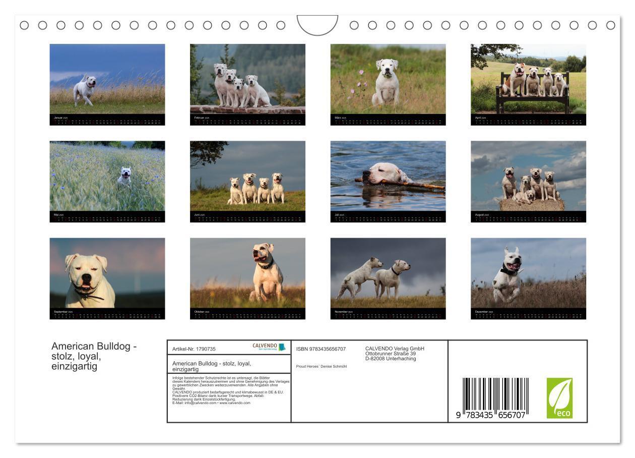 Bild: 9783435656707 | American Bulldog - stolz, loyal, einzigartig (Wandkalender 2025 DIN...