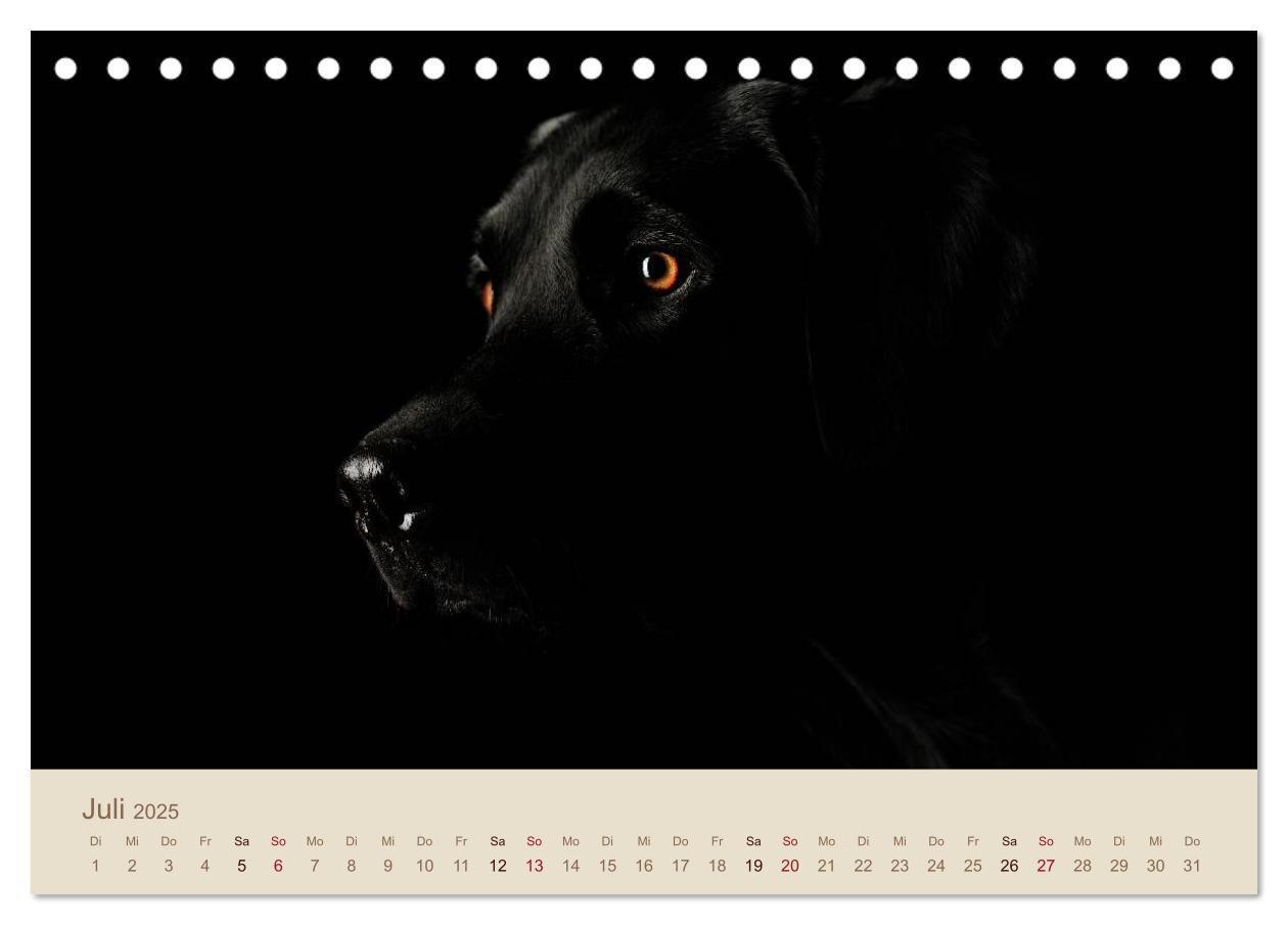 Bild: 9783435723805 | Labrador Retriever (Tischkalender 2025 DIN A5 quer), CALVENDO...