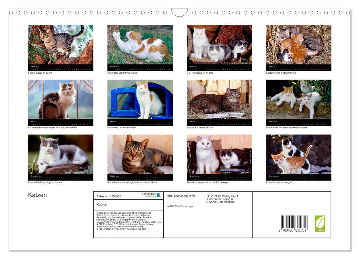 Bild: 9783435821259 | Katzen (Wandkalender 2025 DIN A3 quer), CALVENDO Monatskalender | 2025