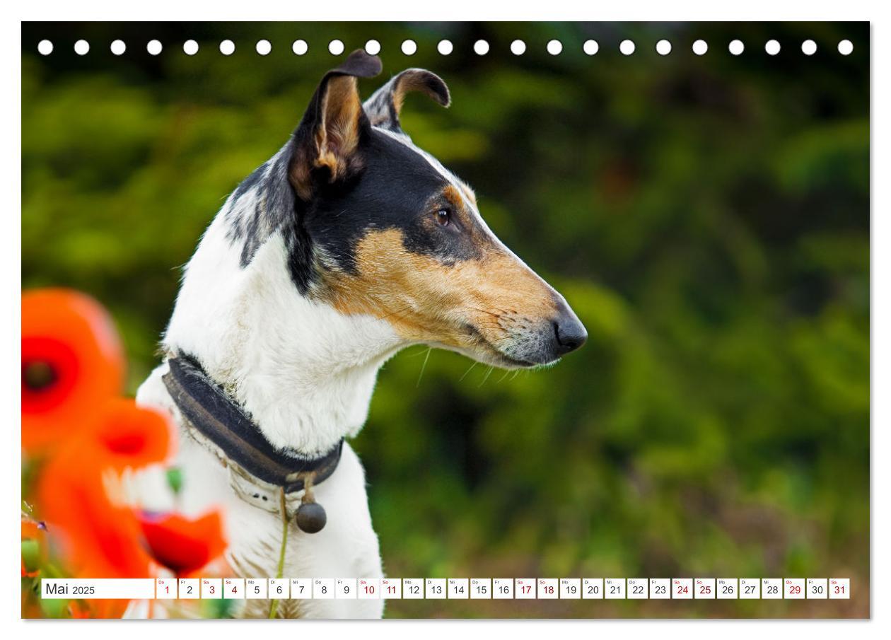 Bild: 9783457153239 | Ein Freund fürs Leben - Smooth Collie (Tischkalender 2025 DIN A5...