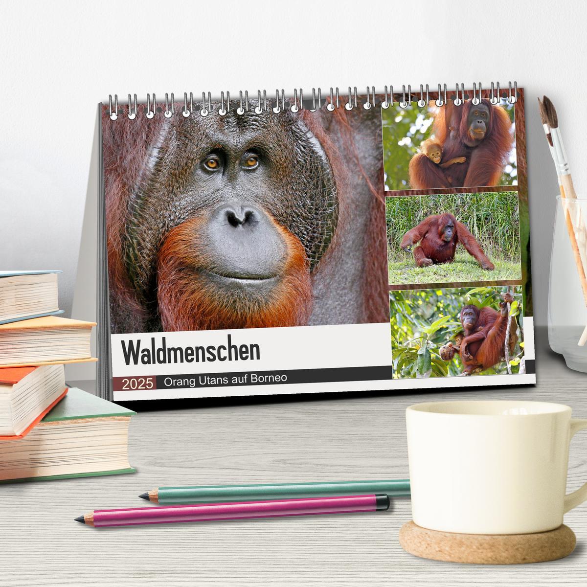 Bild: 9783435355327 | Waldmenschen - Orang Utans auf Borneo (Tischkalender 2025 DIN A5...