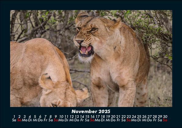 Bild: 9783755988403 | Löwen in der Wildnis 2025 Fotokalender DIN A5 | Tobias Becker | 2025