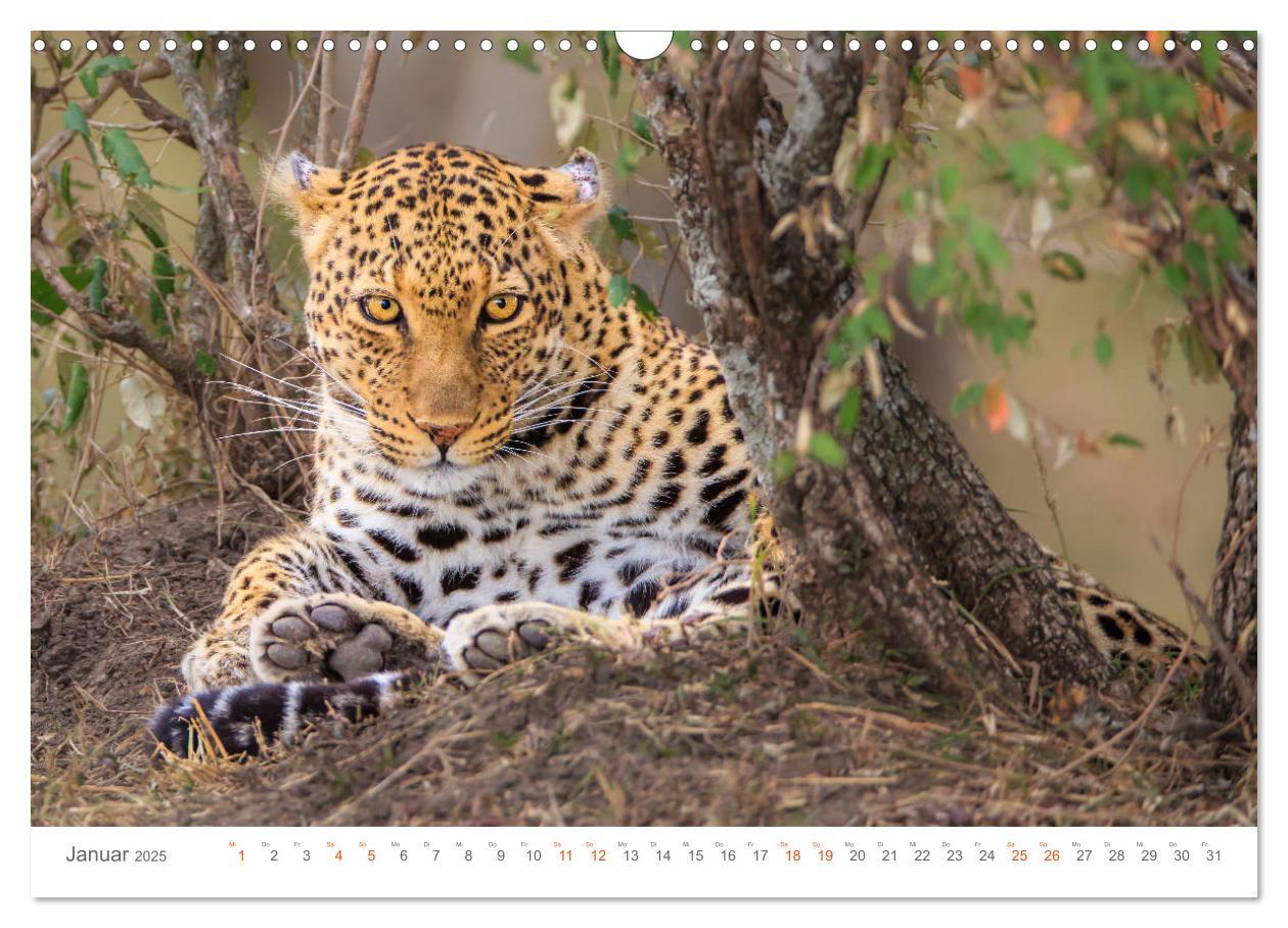 Bild: 9783435291960 | Safari Kenia (Wandkalender 2025 DIN A3 quer), CALVENDO Monatskalender