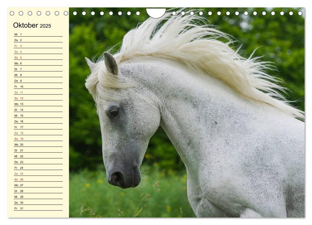 Bild: 9783435545544 | Traumpferd Lipizzaner (Wandkalender 2025 DIN A4 quer), CALVENDO...