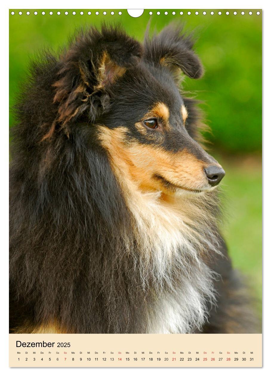 Bild: 9783435960101 | Sheltie - Wirbelwind auf 4 Pfoten (Wandkalender 2025 DIN A3 hoch),...