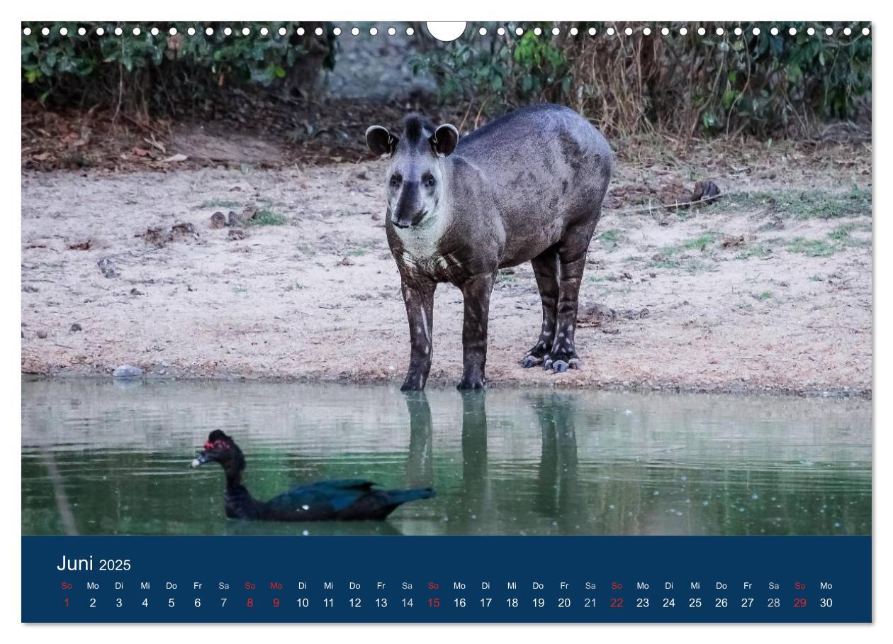 Bild: 9783435687152 | Brasilien tierisch gut 2025 (Wandkalender 2025 DIN A3 quer),...