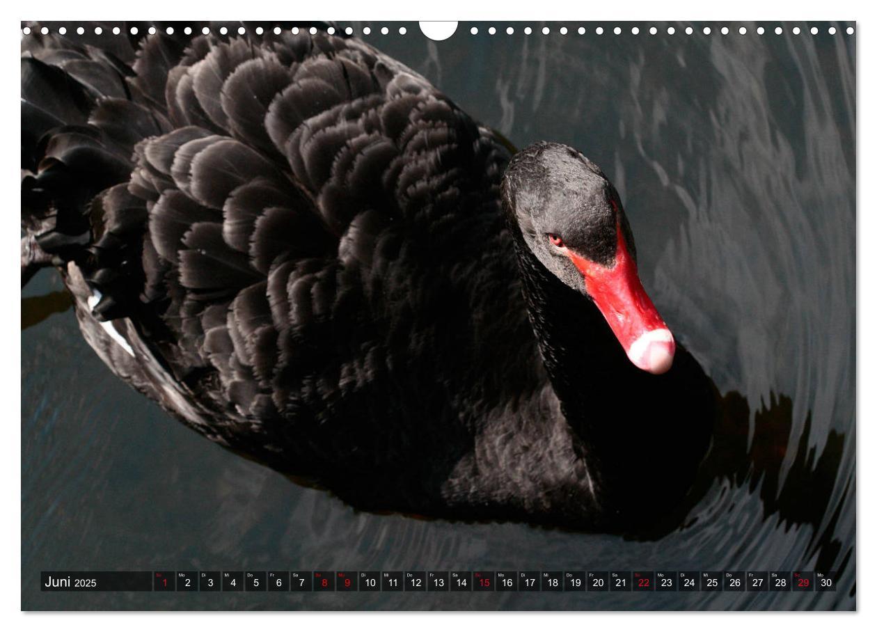 Bild: 9783435176014 | Tierisch gut: Wasservögel (Wandkalender 2025 DIN A3 quer), CALVENDO...