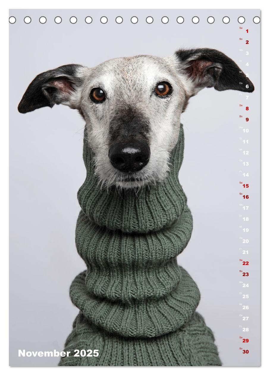 Bild: 9783457230732 | dogmuse deluxe (Tischkalender 2025 DIN A5 hoch), CALVENDO...